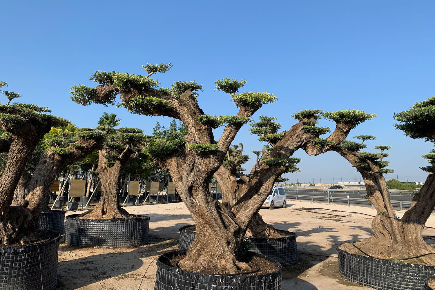 Création Bâti Jardin - Pépinière